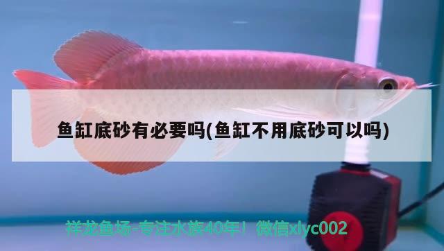 鱼缸底砂有必要吗(鱼缸不用底砂可以吗) 2024第28届中国国际宠物水族展览会CIPS（长城宠物展2024 CIPS）