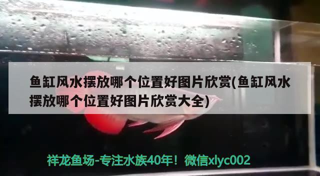 鱼缸风水摆放哪个位置好图片欣赏(鱼缸风水摆放哪个位置好图片欣赏大全) 鱼缸风水