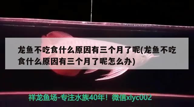 龙鱼不吃食什么原因有三个月了呢(龙鱼不吃食什么原因有三个月了呢怎么办)