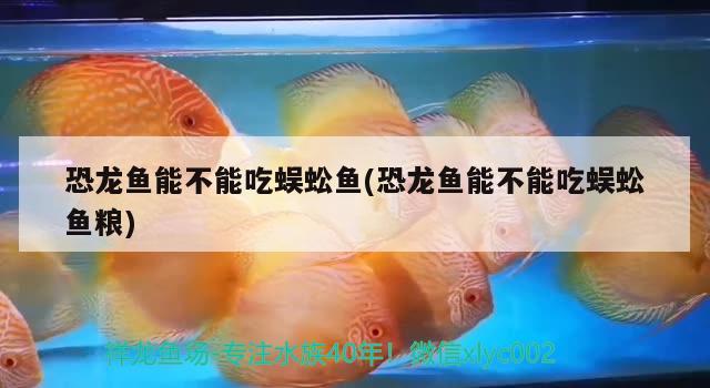 恐龙鱼能不能吃蜈蚣鱼(恐龙鱼能不能吃蜈蚣鱼粮) 泰庞海莲鱼