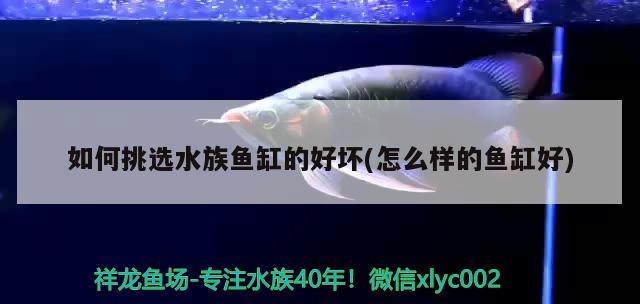 如何挑选水族鱼缸的好坏(怎么样的鱼缸好) 委内瑞拉奥里诺三间鱼