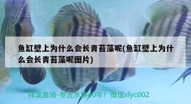 鱼缸壁上为什么会长青苔藻呢(鱼缸壁上为什么会长青苔藻呢图片)