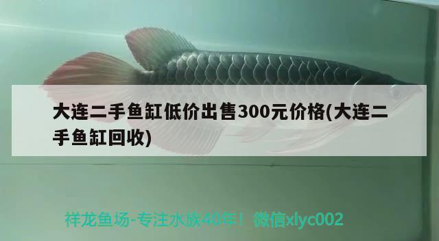 大连二手鱼缸低价出售300元价格(大连二手鱼缸回收) 短身红龙鱼