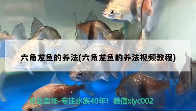 六角龙鱼的养法(六角龙鱼的养法视频教程) 海象鱼