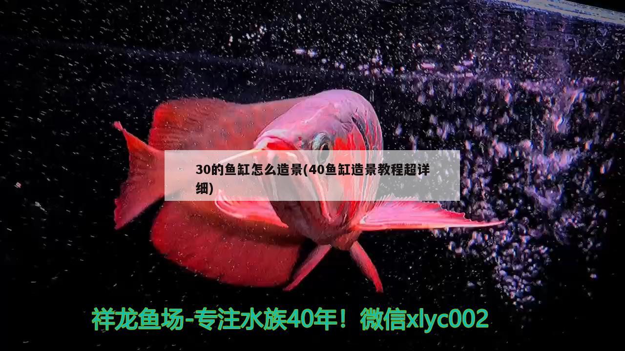 30的鱼缸怎么造景(40鱼缸造景教程超详细)