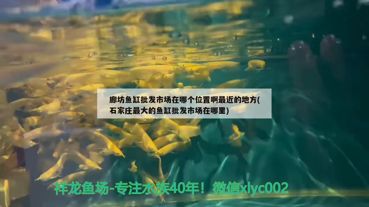 廊坊鱼缸批发市场在哪个位置啊最近的地方(石家庄最大的鱼缸批发市场在哪里) 鹦鹉鱼