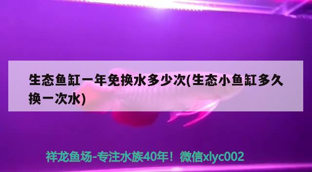 生态鱼缸一年免换水多少次(生态小鱼缸多久换一次水) 超血红龙鱼