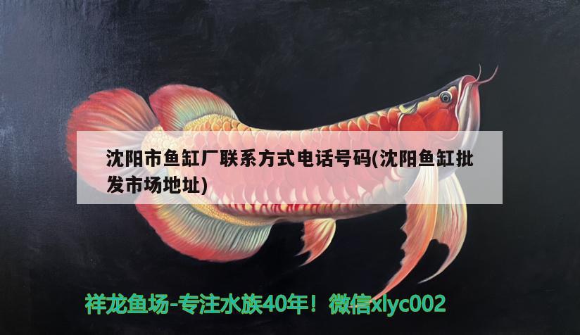 沈阳市鱼缸厂联系方式电话号码(沈阳鱼缸批发市场地址) 水族品牌