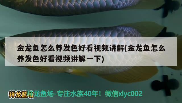 金龙鱼怎么养发色好看视频讲解(金龙鱼怎么养发色好看视频讲解一下)