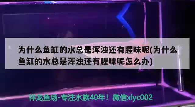 为什么鱼缸的水总是浑浊还有腥味呢(为什么鱼缸的水总是浑浊还有腥味呢怎么办) 金老虎鱼