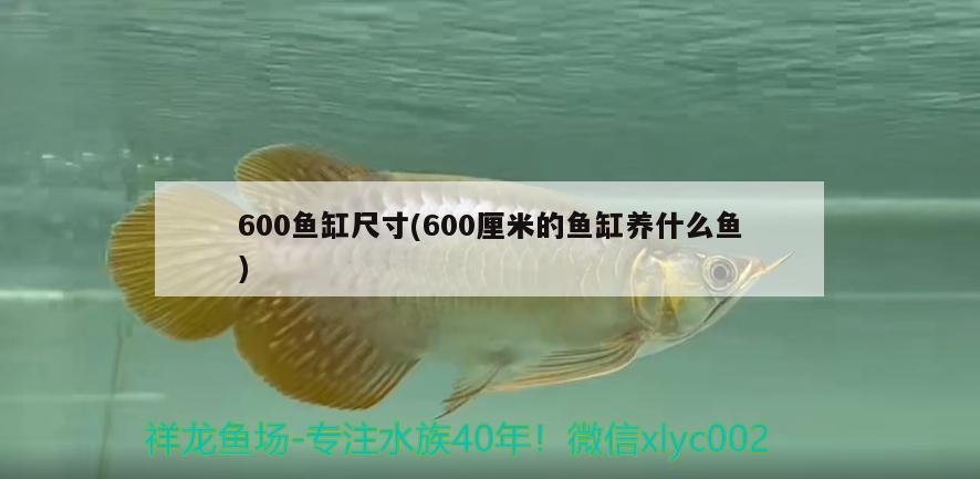 600鱼缸尺寸(600厘米的鱼缸养什么鱼) 白子关刀鱼