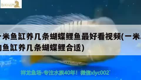 一米鱼缸养几条蝴蝶鲤鱼最好看视频(一米二的鱼缸养几条蝴蝶鲤合适)