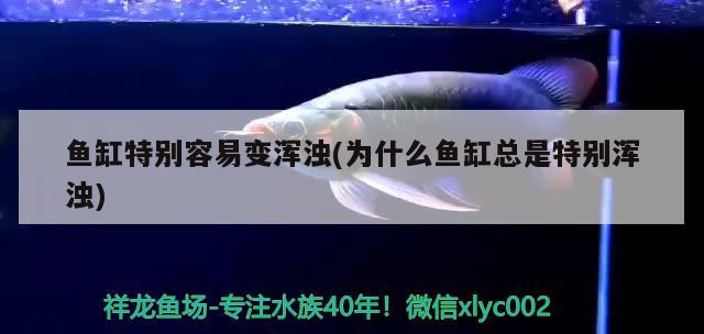 鱼缸特别容易变浑浊(为什么鱼缸总是特别浑浊)