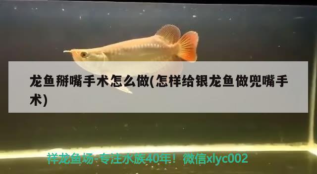 龙鱼掰嘴手术怎么做(怎样给银龙鱼做兜嘴手术) 银龙鱼