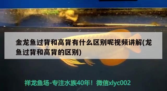 金龙鱼过背和高背有什么区别呢视频讲解(龙鱼过背和高背的区别) 冲氧泵