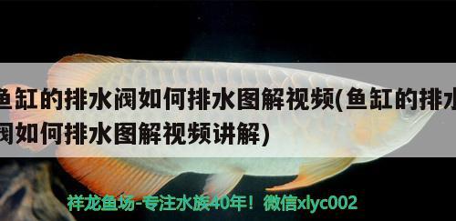 鱼缸的排水阀如何排水图解视频(鱼缸的排水阀如何排水图解视频讲解) 虎鱼百科