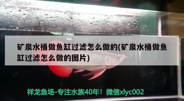 矿泉水桶做鱼缸过滤怎么做的(矿泉水桶做鱼缸过滤怎么做的图片) 元宝鲫