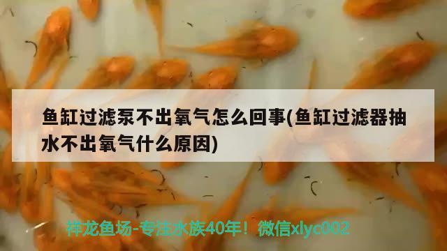 鱼缸过滤泵不出氧气怎么回事(鱼缸过滤器抽水不出氧气什么原因) 广州龙鱼批发市场