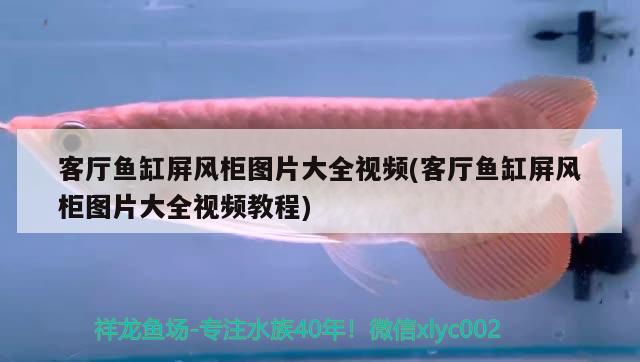 客厅鱼缸屏风柜图片大全视频(客厅鱼缸屏风柜图片大全视频教程) 观赏鱼水族批发市场