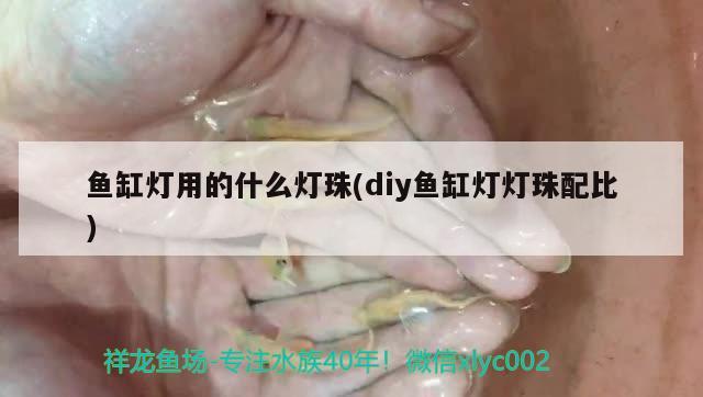 鱼缸灯用的什么灯珠(diy鱼缸灯灯珠配比) 白子银龙苗（黄化银龙苗）