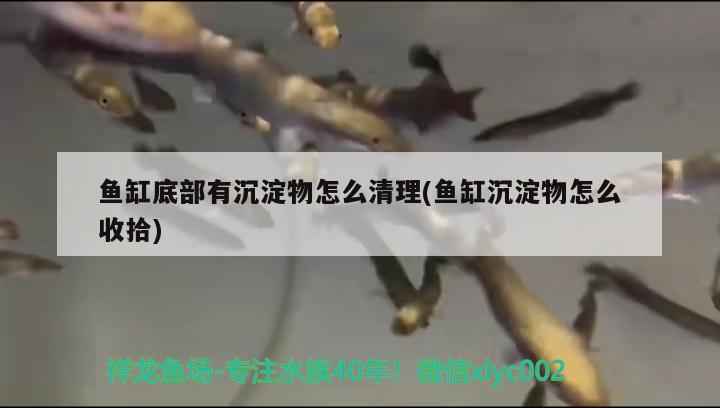 鱼缸底部有沉淀物怎么清理(鱼缸沉淀物怎么收拾)