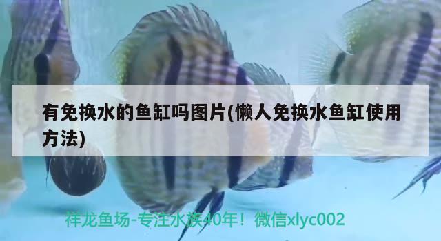 有免换水的鱼缸吗图片(懒人免换水鱼缸使用方法) 水族用品