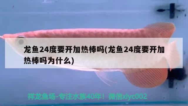 龙鱼24度要开加热棒吗(龙鱼24度要开加热棒吗为什么)