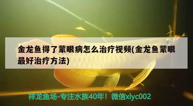 金龙鱼得了蒙眼病怎么治疗视频(金龙鱼蒙眼最好治疗方法) 金头过背金龙鱼