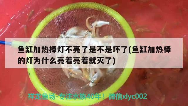 鱼缸加热棒灯不亮了是不是坏了(鱼缸加热棒的灯为什么亮着亮着就灭了)