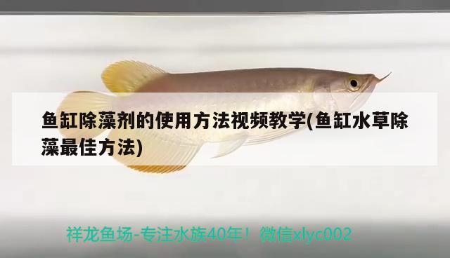 鱼缸除藻剂的使用方法视频教学(鱼缸水草除藻最佳方法)