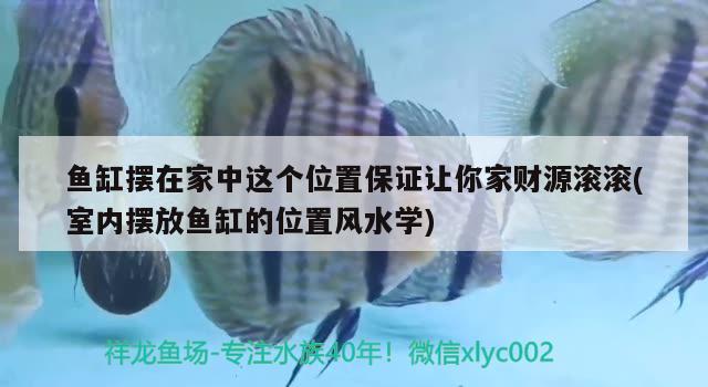 鱼缸摆在家中这个位置保证让你家财源滚滚(室内摆放鱼缸的位置风水学) 鱼缸风水