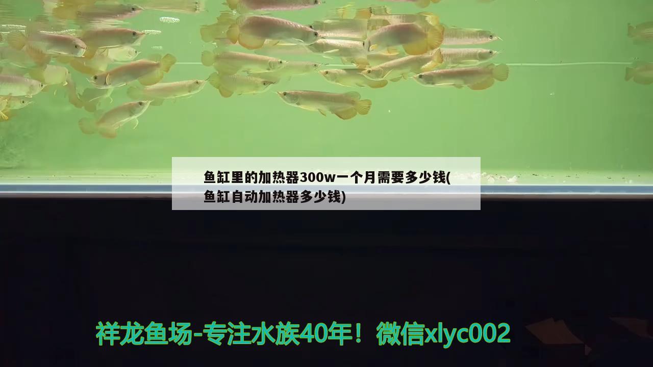 鱼缸里的加热器300w一个月需要多少钱(鱼缸自动加热器多少钱) 七彩神仙鱼