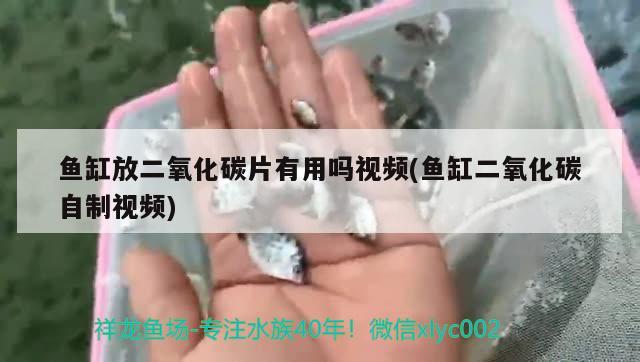 鱼缸放二氧化碳片有用吗视频(鱼缸二氧化碳自制视频) 二氧化碳设备