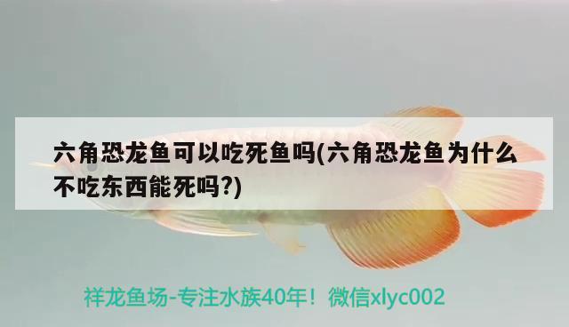 六角恐龙鱼可以吃死鱼吗(六角恐龙鱼为什么不吃东西能死吗?) 杀菌消毒设备