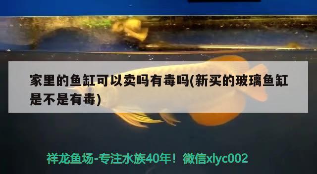 家里的鱼缸可以卖吗有毒吗(新买的玻璃鱼缸是不是有毒) 全国水族馆企业名录