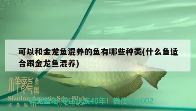 可以和金龙鱼混养的鱼有哪些种类(什么鱼适合跟金龙鱼混养) 申古银版鱼