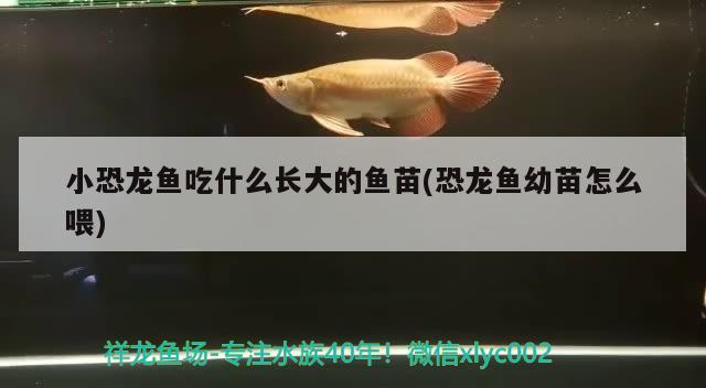 小恐龙鱼吃什么长大的鱼苗(恐龙鱼幼苗怎么喂) 水族用品