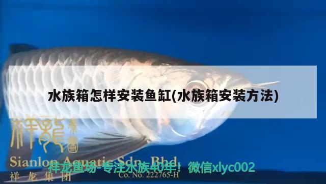 水族箱怎样安装鱼缸(水族箱安装方法)