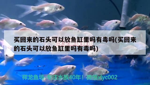 买回来的石头可以放鱼缸里吗有毒吗(买回来的石头可以放鱼缸里吗有毒吗)