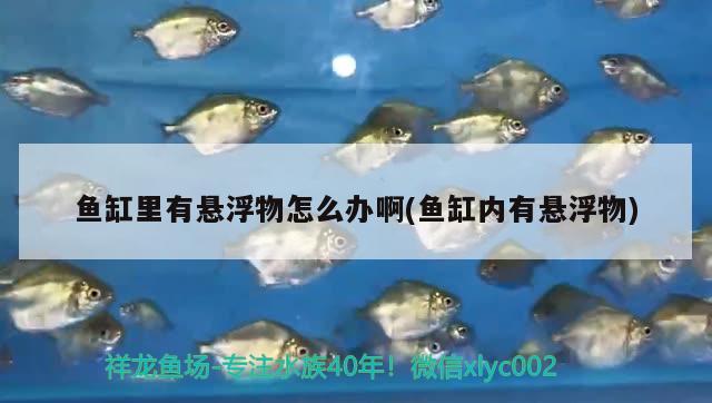 鱼缸里有悬浮物怎么办啊(鱼缸内有悬浮物) 硝化细菌