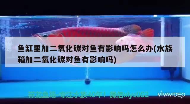 鱼缸里加二氧化碳对鱼有影响吗怎么办(水族箱加二氧化碳对鱼有影响吗) 二氧化碳设备