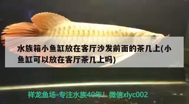 水族箱小鱼缸放在客厅沙发前面的茶几上(小鱼缸可以放在客厅茶几上吗)