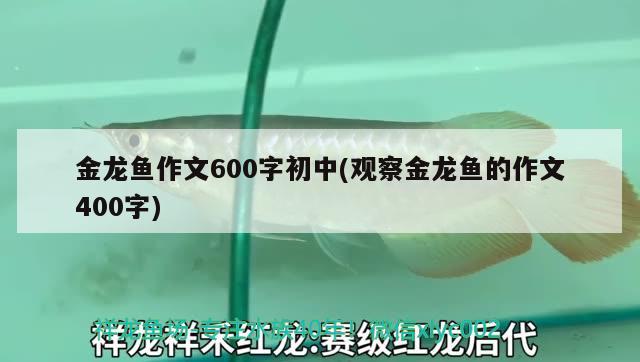 金龙鱼作文600字初中(观察金龙鱼的作文400字) 过背金龙鱼 第2张