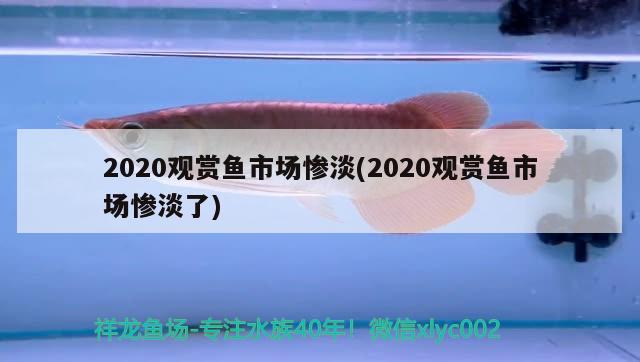 2020观赏鱼市场惨淡(2020观赏鱼市场惨淡了) 观赏鱼市场（混养鱼）