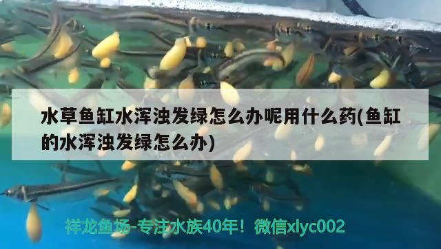 水草鱼缸水浑浊发绿怎么办呢用什么药(鱼缸的水浑浊发绿怎么办) 水草