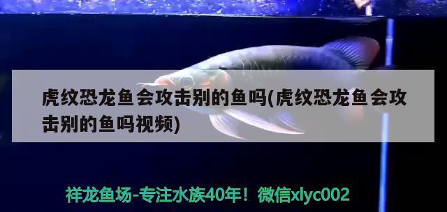 虎纹恐龙鱼会攻击别的鱼吗(虎纹恐龙鱼会攻击别的鱼吗视频)