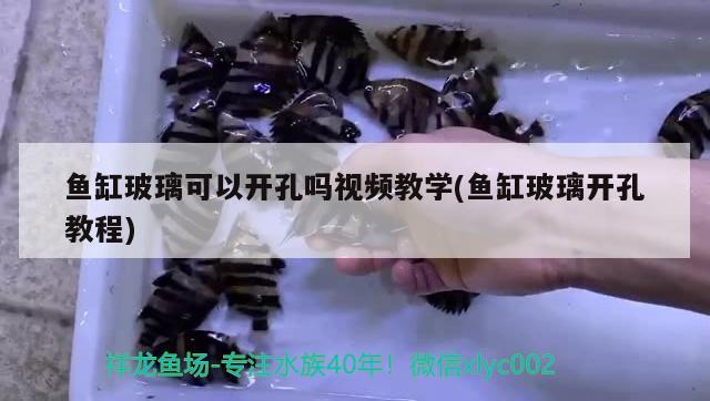 鱼缸玻璃可以开孔吗视频教学(鱼缸玻璃开孔教程) 水族杂谈