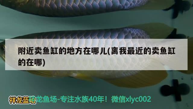 附近卖鱼缸的地方在哪儿(离我最近的卖鱼缸的在哪) 白子银版鱼苗