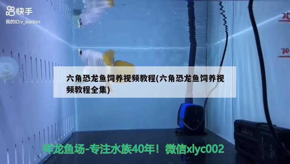 六角恐龙鱼饲养视频教程(六角恐龙鱼饲养视频教程全集) 水族用品