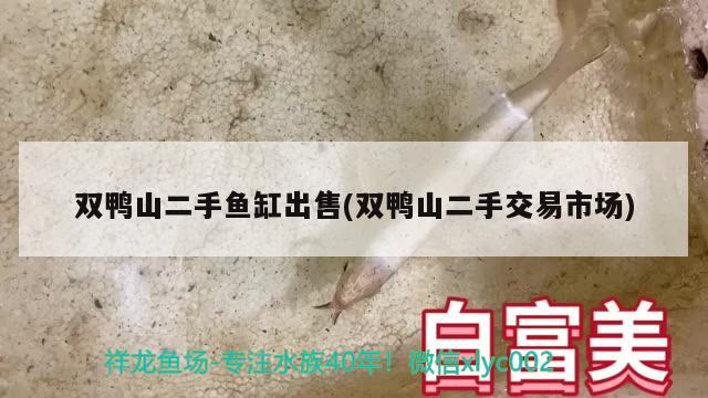 双鸭山二手鱼缸出售(双鸭山二手交易市场) BD魟鱼